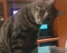 你的狸花猫喜欢和你贴贴睡觉吗？这些原因你想过吗？
