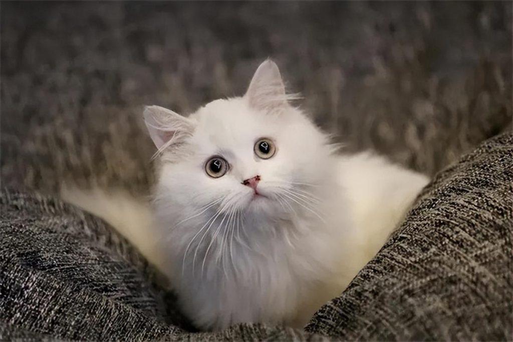 猫咪吃蟑螂有什么危害? 猫咪吃蟑螂有什么危害?