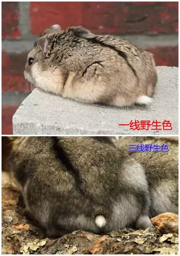 仓鼠界的网红脸?一线仓鼠和三线仓鼠的区别在哪里? 仓鼠界的网红脸?一线仓鼠和三线仓鼠的区别在哪里?