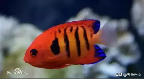 盘点最美9种观赏鱼,好想把这些美丽的鱼儿统统带回家! 盘点最美9种观赏鱼,好想把这些美丽的鱼儿统统带回家!