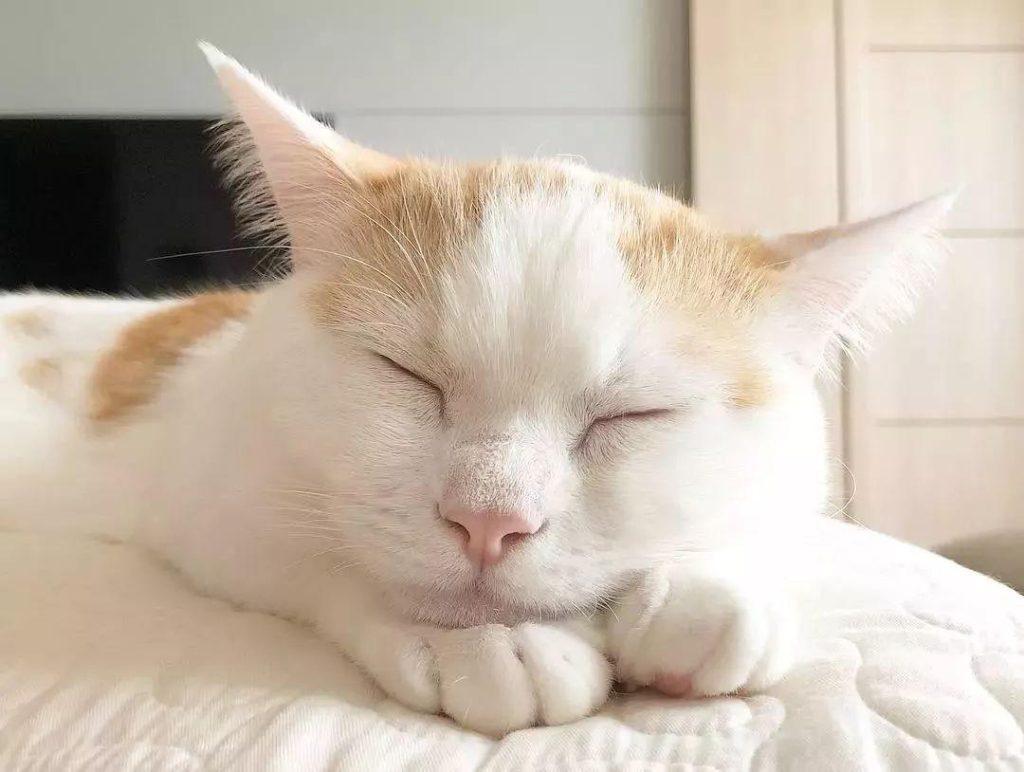 萌翻了!盘点猫咪常见的10种睡姿,你觉得哪种最可爱? 萌翻了!盘点猫咪常见的10种睡姿,你觉得哪种最可爱?