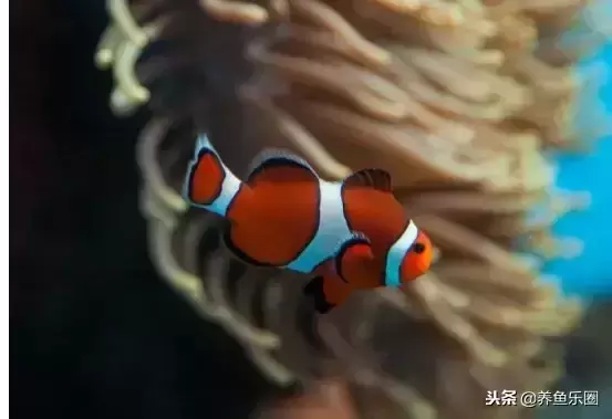 盘点最美9种观赏鱼,好想把这些美丽的鱼儿统统带回家! 盘点最美9种观赏鱼,好想把这些美丽的鱼儿统统带回家!