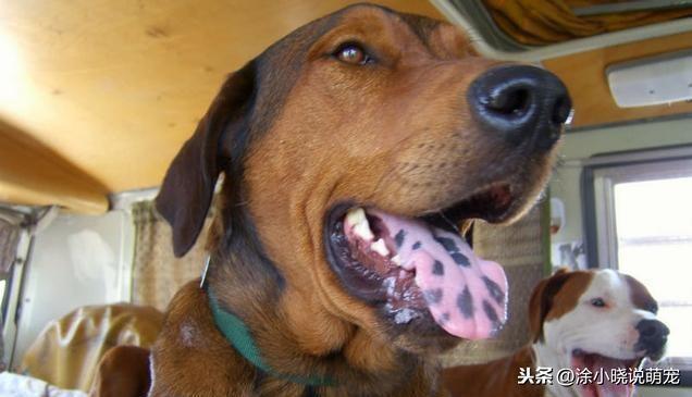 狗狗舌头颜色发生变化是一种报警信号，什么原因导致狗狗舌头变色？