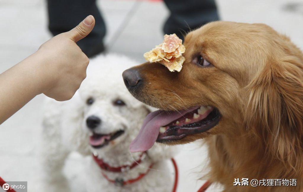 生气的狗狗可能会攻击其他人?狗狗生气的时候有什么表现? 生气的狗狗可能会攻击其他人?狗狗生气的时候有什么表现?