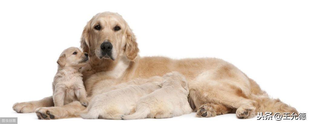 什么是狗狗血统证书？如何办理狗狗的血统证书？