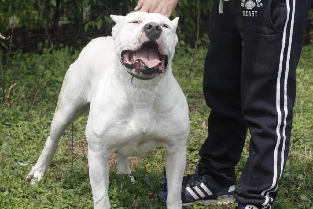 猎人都喜欢养的杜高犬(猎犬之王杜高犬) 猎人都喜欢养的杜高犬(猎犬之王杜高犬)