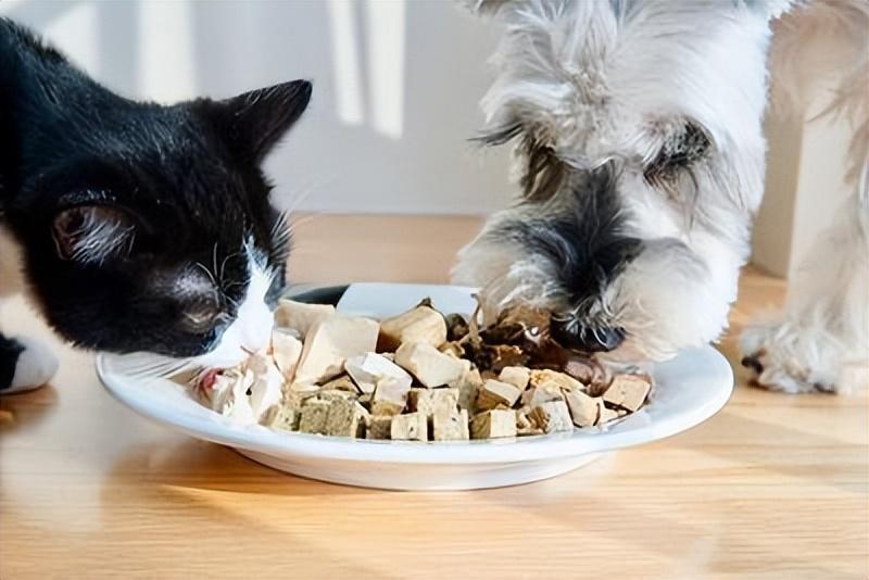 猫咪现在适合吃什么？最适合喂猫的7种食物，让猫吃得开心，吃得健康