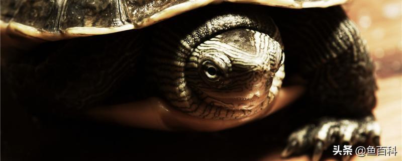 家养乌龟冬天一般是不放水的？乌龟冬眠有什么好处？