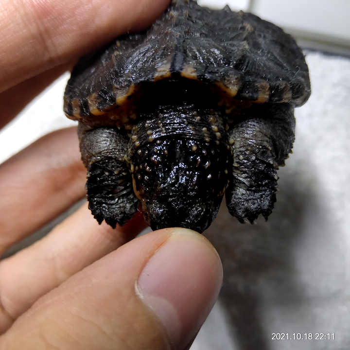 北美鳄龟和佛鳄有什么特点？浅谈北美鳄龟和佛鳄的特点