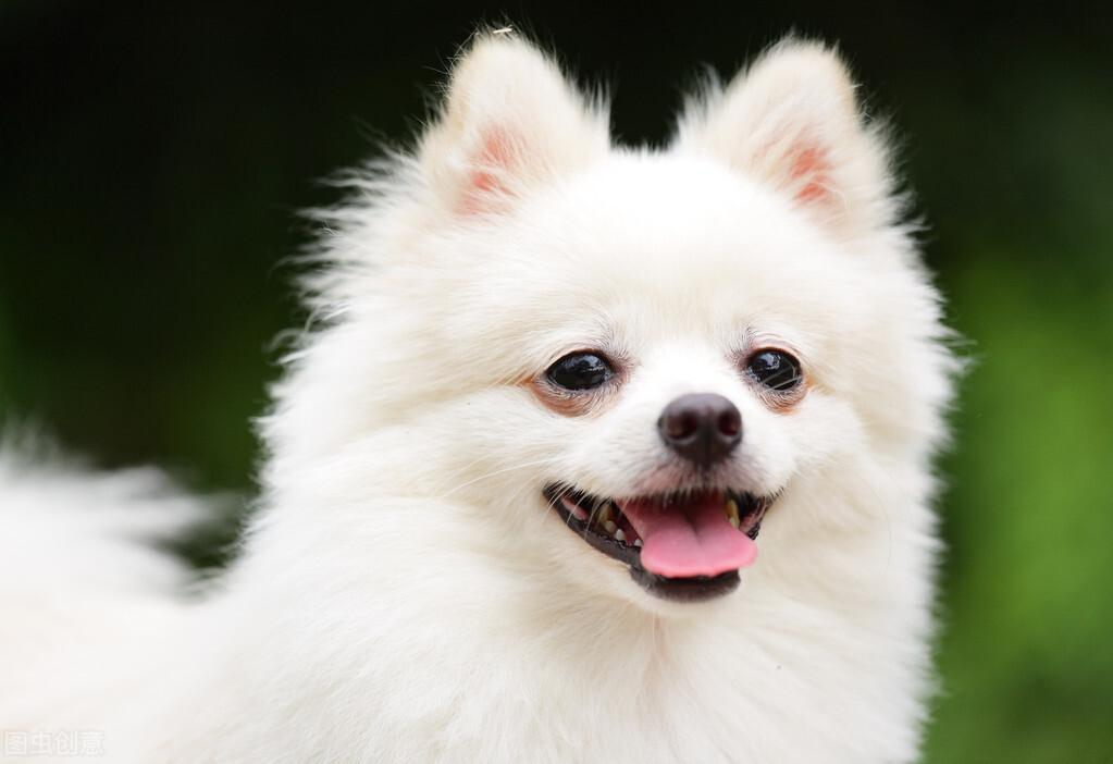 博美犬为什么泪痕总是很重?如何去掉泪痕?告诉你如何去泪痕 博美犬为什么泪痕总是很重?如何去掉泪痕?告诉你如何去泪痕