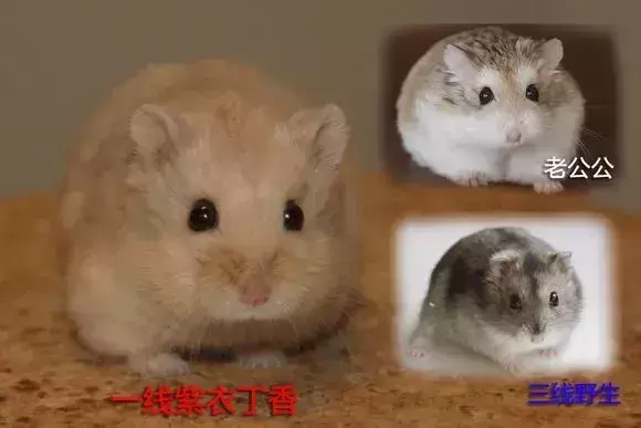 仓鼠界的网红脸?一线仓鼠和三线仓鼠的区别在哪里? 仓鼠界的网红脸?一线仓鼠和三线仓鼠的区别在哪里?