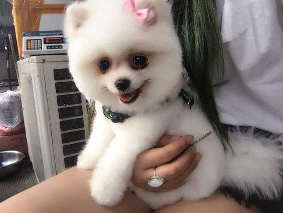博美犬有泪痕,找准这些原因,才能更好消除哦 博美犬有泪痕,找准这些原因,才能更好消除哦