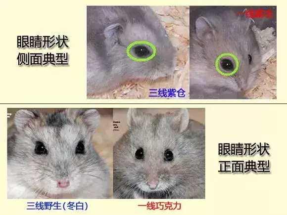 仓鼠界的网红脸?一线仓鼠和三线仓鼠的区别在哪里? 仓鼠界的网红脸?一线仓鼠和三线仓鼠的区别在哪里?