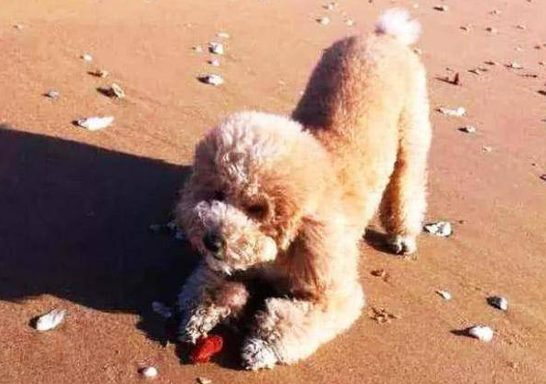泰迪犬翘屁股、伸懒腰是想表达什么？