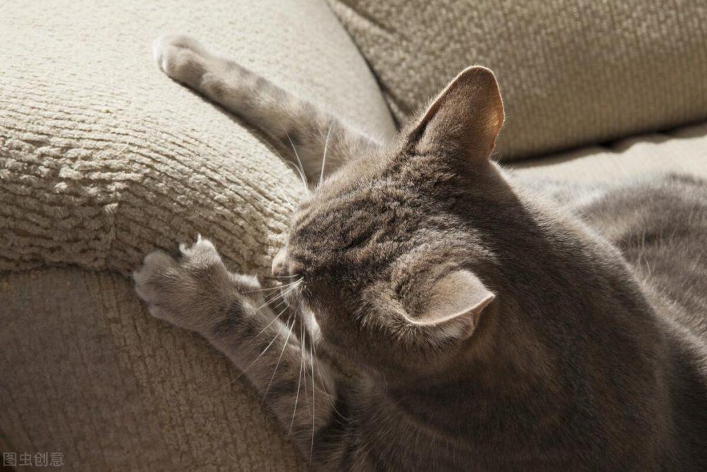 猫咪抓沙发该怎么办？给教训就教训，或给猫咪创造游乐环境