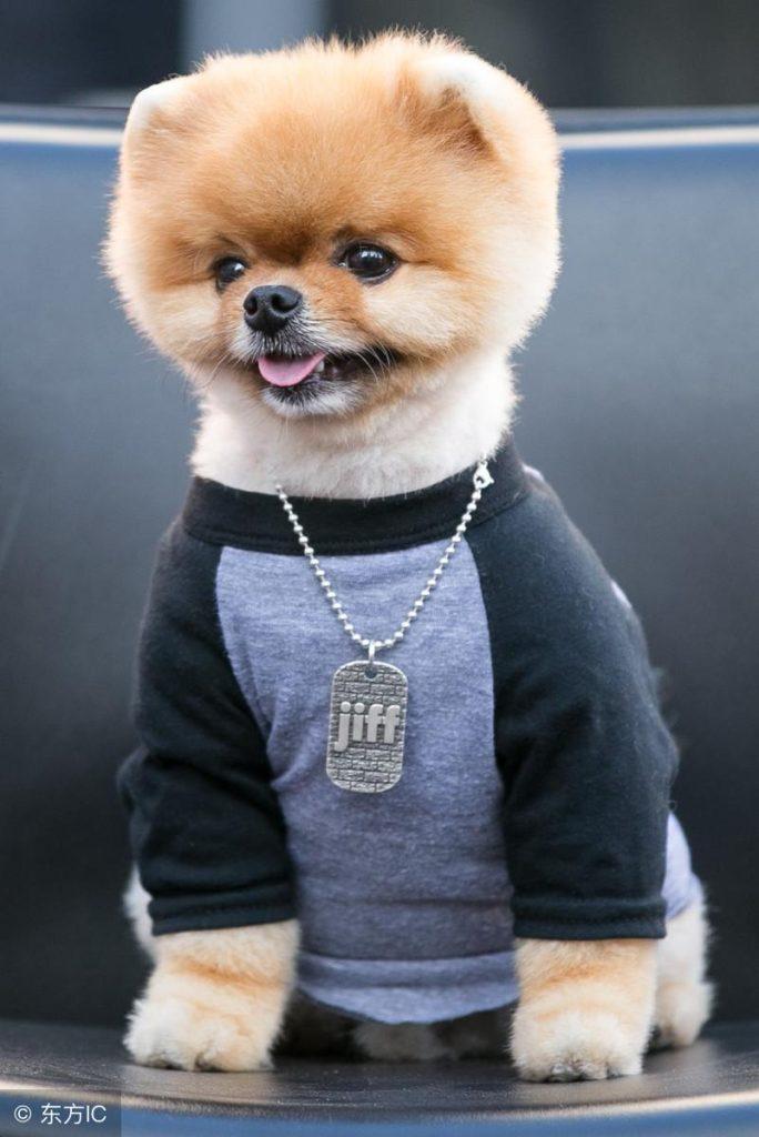 呆萌博美犬怎么样?介绍呆萌博美犬 呆萌博美犬怎么样?介绍呆萌博美犬