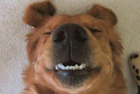 狗狗为什么呲牙，代表什么意思？通过动作代表这4个意思