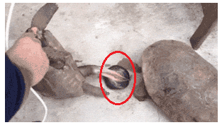 乌龟是怎么繁殖的？为什么它的丁丁不是圆柱形的而是奇形怪状的？