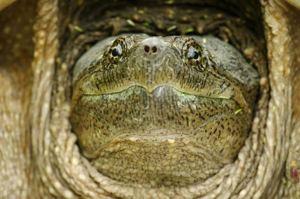 北美鳄龟和佛鳄有什么特点？浅谈北美鳄龟和佛鳄的特点