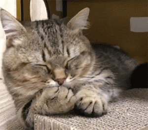 你的狸花猫喜欢和你贴贴睡觉吗？这些原因你想过吗？