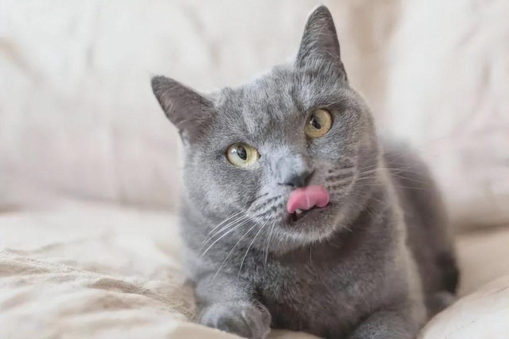 铲屎官是否明白猫咪吐舌头的含义？猫咪吐舌头是在跟铲屎官暗示一些什么？