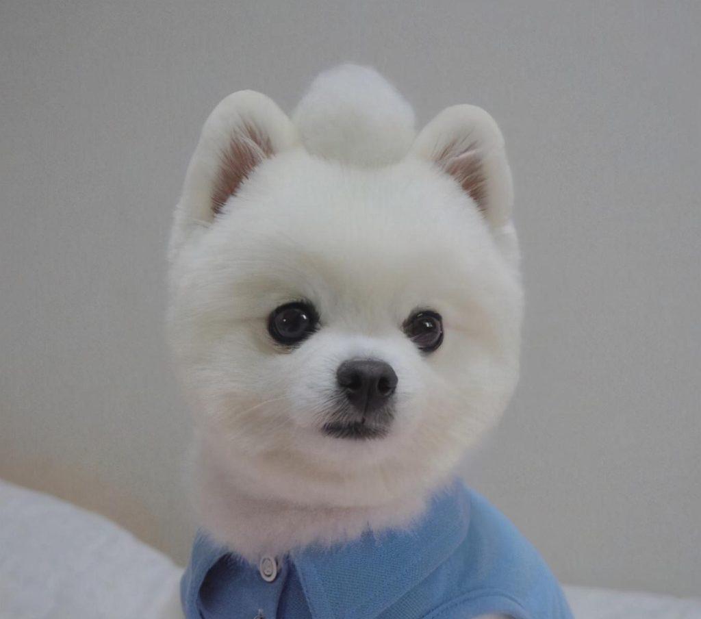 博美犬为什么泪痕总是很重?如何去掉泪痕?告诉你如何去泪痕 博美犬为什么泪痕总是很重?如何去掉泪痕?告诉你如何去泪痕