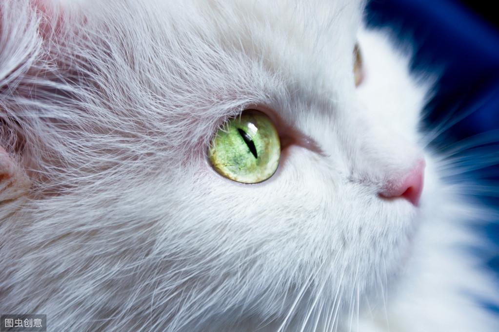 为什么要避免和猫咪对视?猫咪漂亮的眼睛传达了什么样的信号呢? 为什么要避免和猫咪对视?猫咪漂亮的眼睛传达了什么样的信号呢?