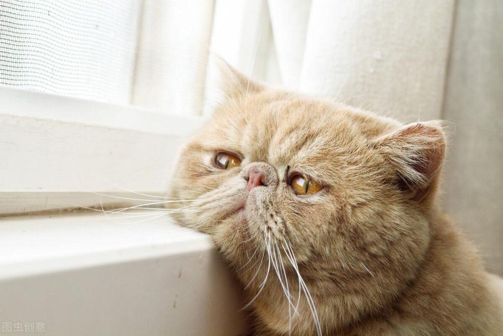 公猫不配猫是什么病症?如何让猫咪快速配种 公猫不配猫是什么病症?如何让猫咪快速配种