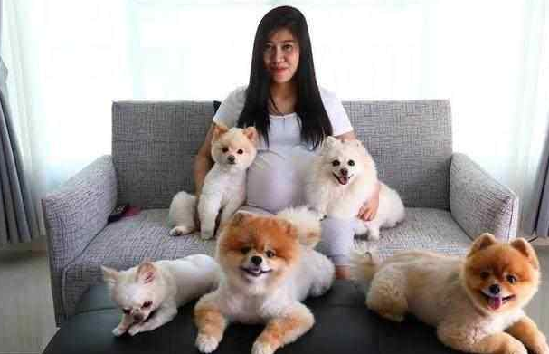 博美犬天生易患这6种疾病,养前要知道以免发生意外 博美犬天生易患这6种疾病,养前要知道以免发生意外