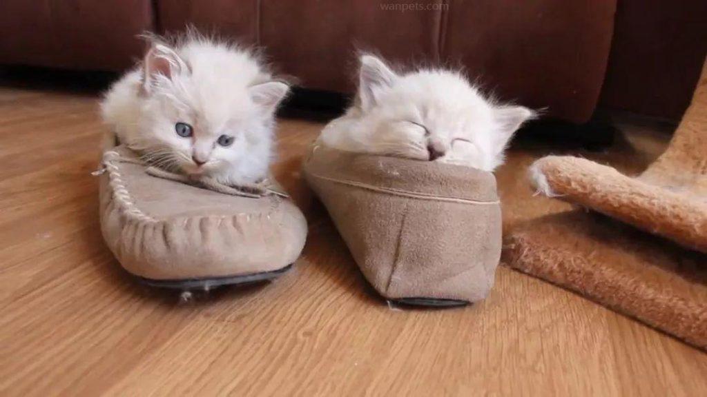 猫咪喜欢趴在主人的鞋子里，原因有6个，不要再误会猫咪了！