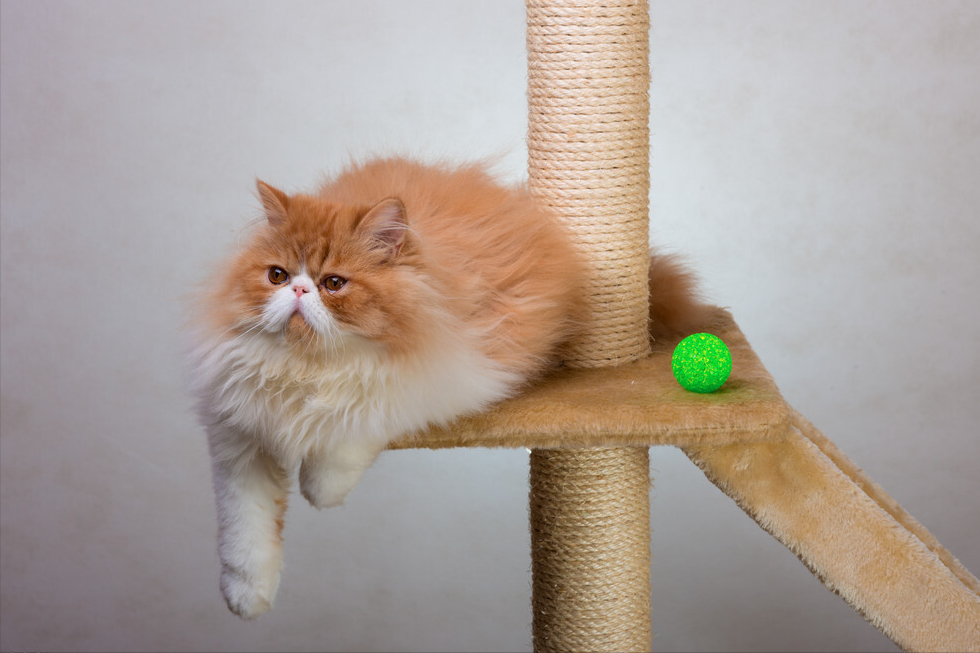 波斯猫泪痕怎么去除?波斯猫泪痕去除的方法 波斯猫泪痕怎么去除?波斯猫泪痕去除的方法
