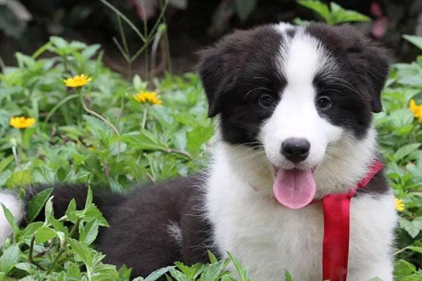 边境牧羊犬怎么看纯不纯？从这6点就能判断！