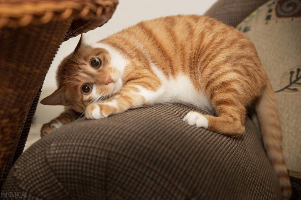 猫咪抓沙发该怎么办？给教训就教训，或给猫咪创造游乐环境