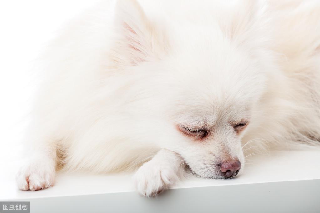 不用花钱美容,几个小妙招把博美犬打扮地漂漂亮亮 不用花钱美容,几个小妙招把博美犬打扮地漂漂亮亮