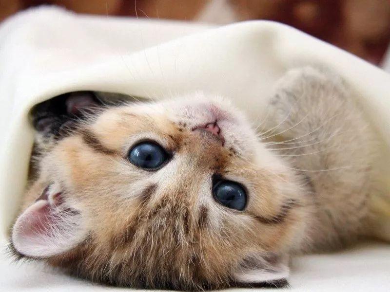 为什么小猫刚出生就死了？科普新出生的小猫比较常见的死亡原因