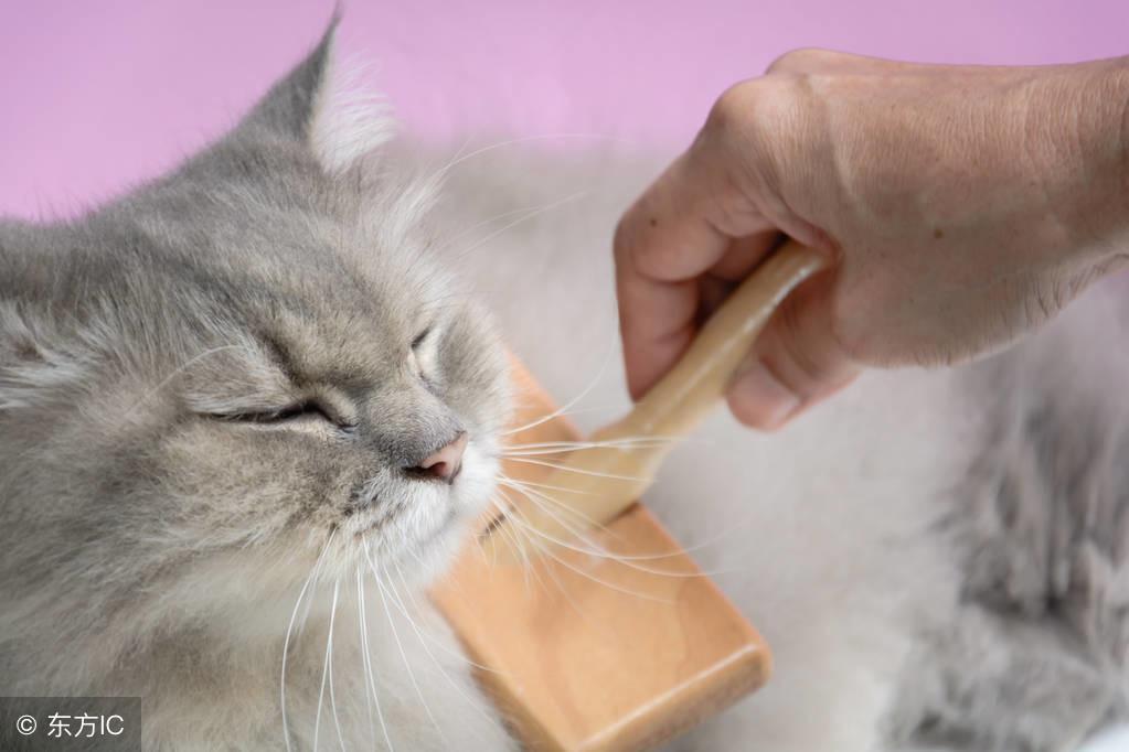猫咪一直打喷嚏,流鼻涕,是怎么回事?是不是感染了猫鼻支?(猫老是打喷嚏流鼻涕) 猫咪一直打喷嚏,流鼻涕,是怎么回事?是不是感染了猫鼻支?(猫老是打喷嚏流鼻涕)