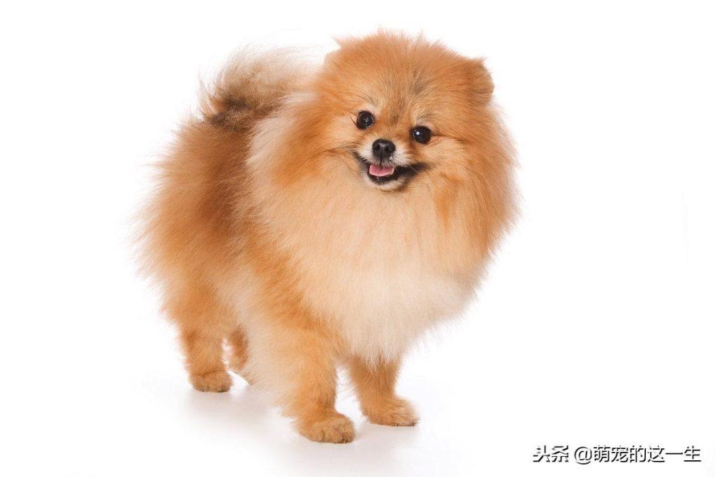 关于如何在宠物店挑选一只健康博美,满满的干货介绍给你 关于如何在宠物店挑选一只健康博美,满满的干货介绍给你