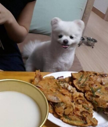 博美犬有泪痕,找准这些原因,才能更好消除哦 博美犬有泪痕,找准这些原因,才能更好消除哦