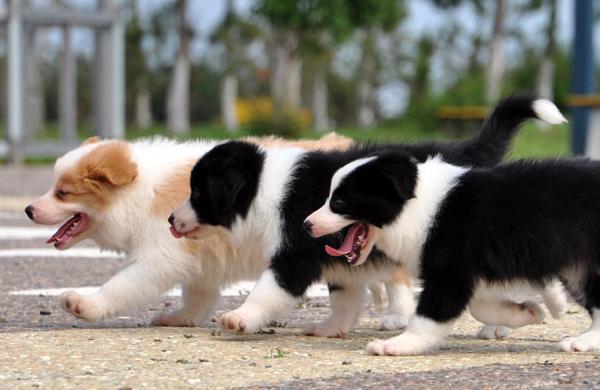 边境牧羊犬怎么看纯不纯？从这6点就能判断！
