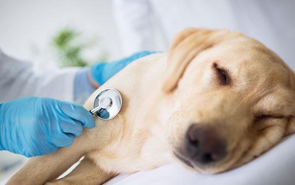 什么是犬类流感，主人该如何预防狗狗流感？不幸患上了该如何治疗