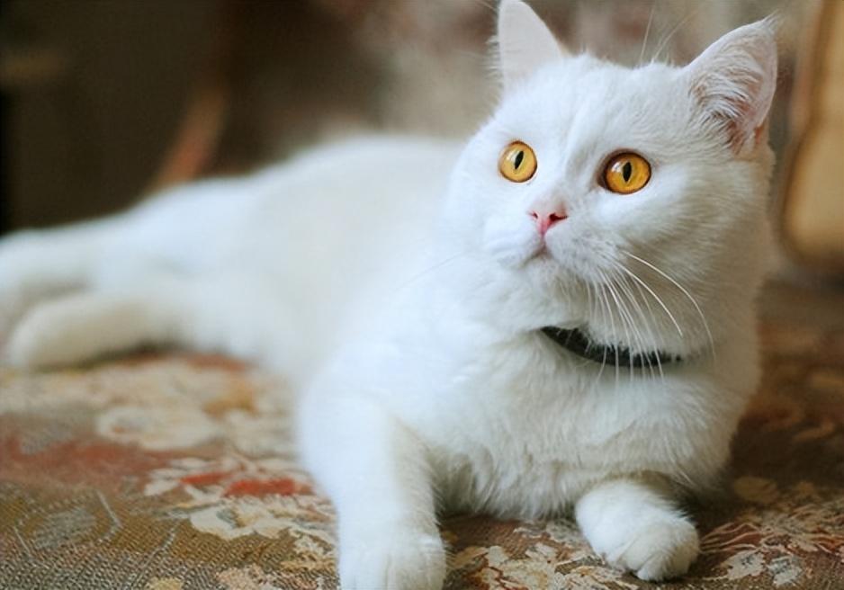 公猫绝育到底好不好?公猫绝育最佳时间是什么时候? 公猫绝育到底好不好?公猫绝育最佳时间是什么时候?