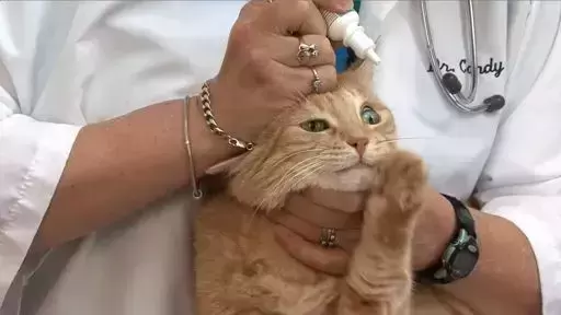 饲养猫咪的家庭都会准备急救药品呢？