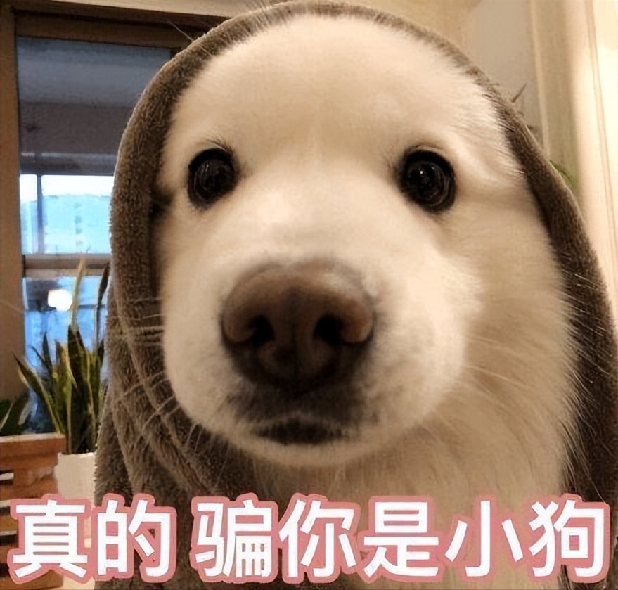 刷脸不行,那狗狗是怎样“分辨”主人的?狗狗都是靠这3种方法认出主人的 刷脸不行,那狗狗是怎样“分辨”主人的?狗狗都是靠这3种方法认出主人的