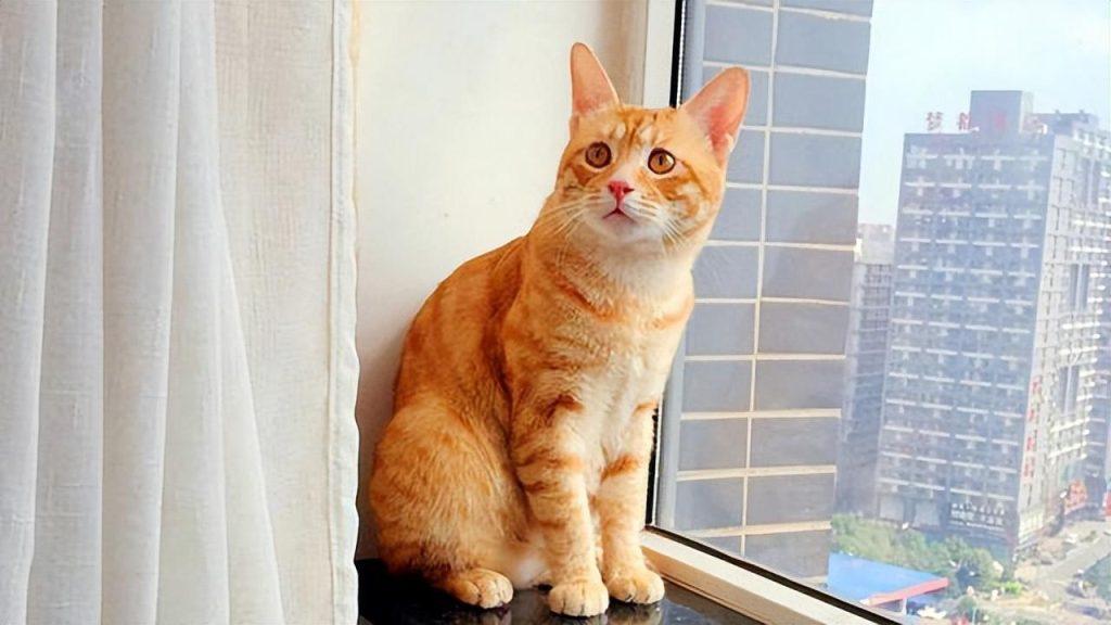 相似度99%的猫,一个都没认错的话,说明你很厉害(跟猫相似的动物照片) 相似度99%的猫,一个都没认错的话,说明你很厉害(跟猫相似的动物照片)