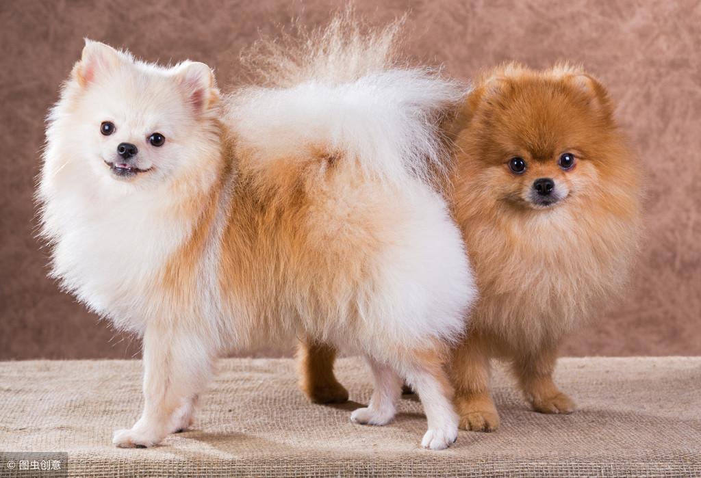 呆萌博美犬怎么样?介绍呆萌博美犬 呆萌博美犬怎么样?介绍呆萌博美犬