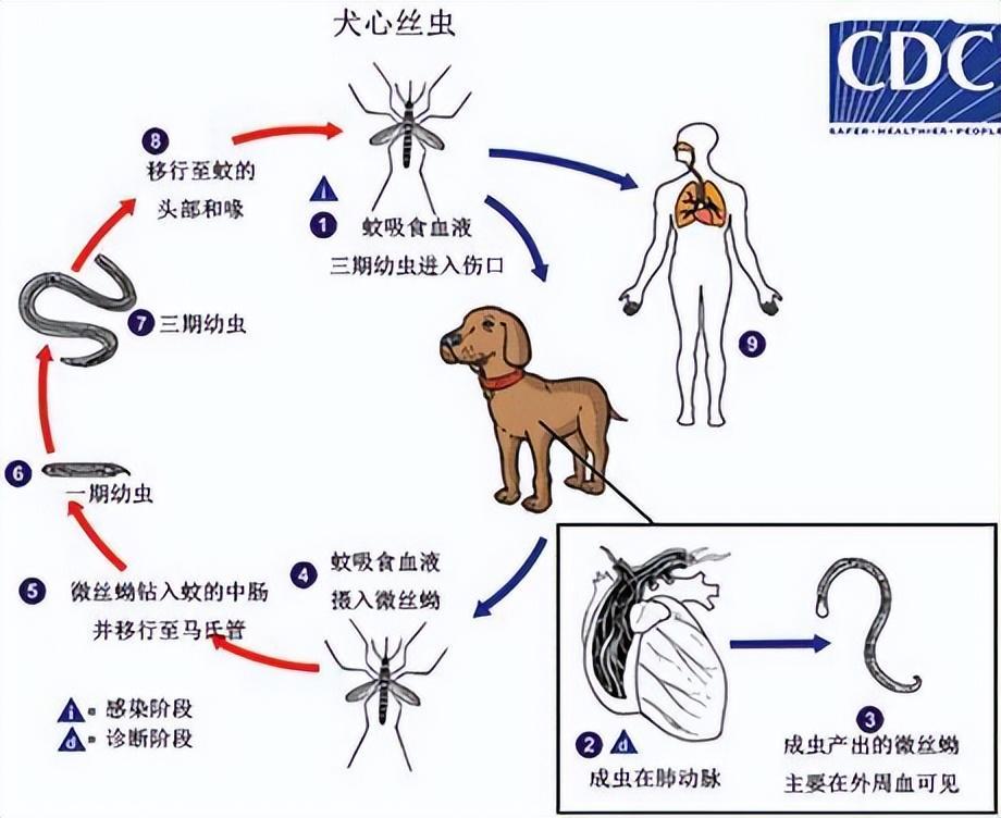 为什么要给宠物驱虫？到底驱的是什么虫？