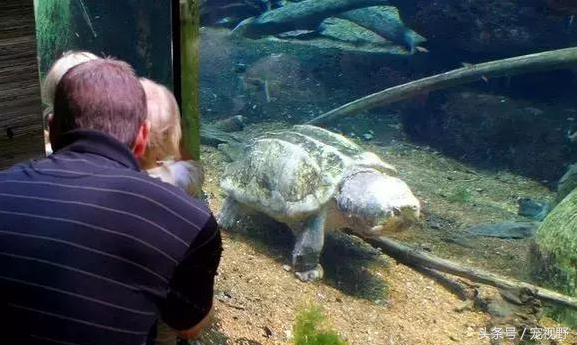 教你认识地球上最大的淡水龟‘‘鳄龟’’，最古老的爬行动物