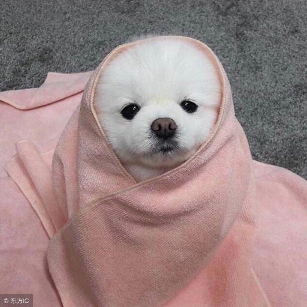 呆萌博美犬怎么样?介绍呆萌博美犬 呆萌博美犬怎么样?介绍呆萌博美犬