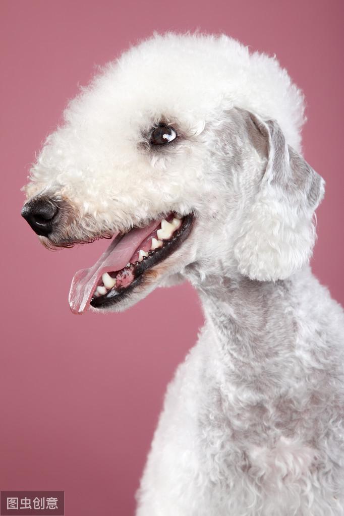 巨型贵宾犬的双胞胎，贝灵顿梗怎么分辨？其实头这么扁应该能分出来