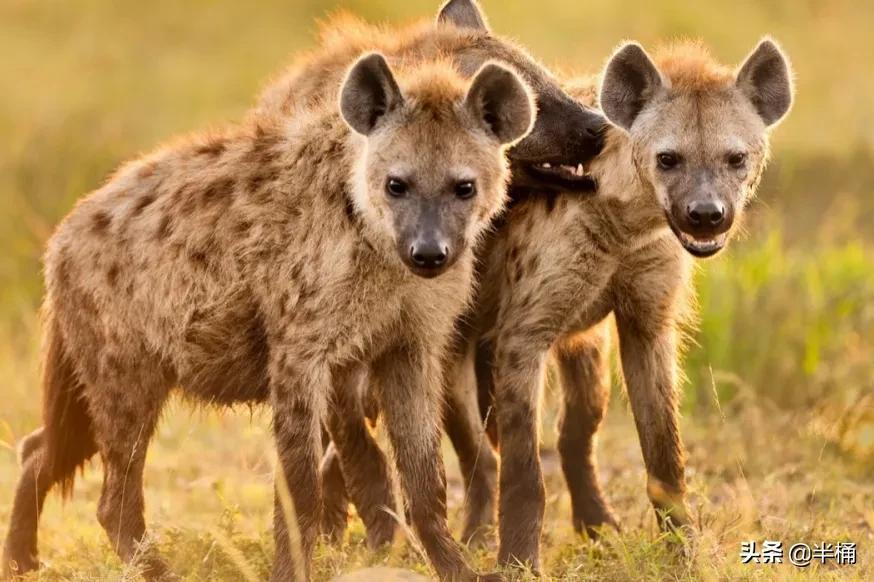 为什么雌性斑鬣狗长出假丁丁？那么它们如何繁育后代呢？